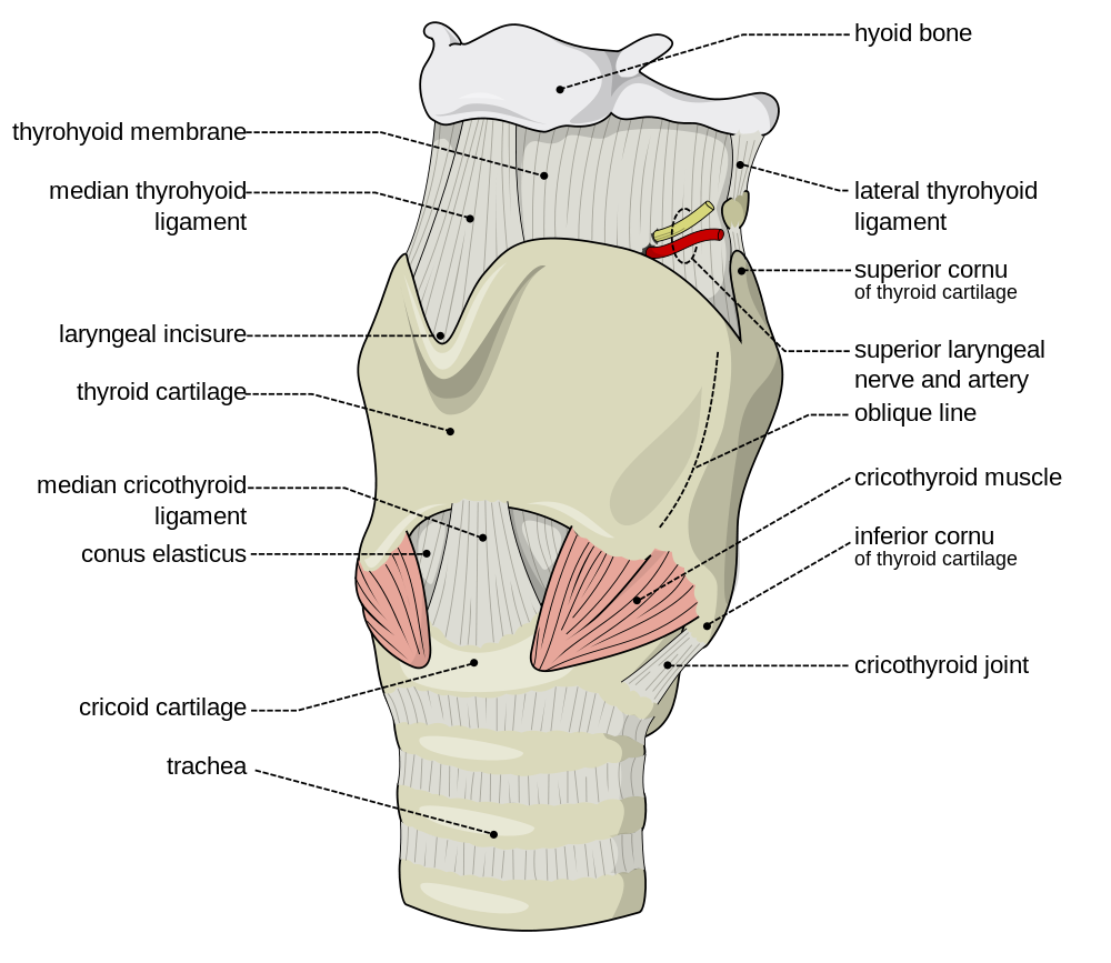 laryngeal-anatomy-wikimedia